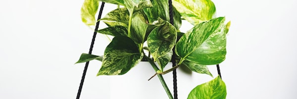 维尼修斯突破巴萨防守，皇马球员庆祝